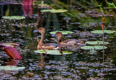 Dendrocygna javanica