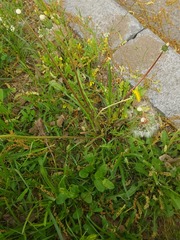 Taraxacum proximum