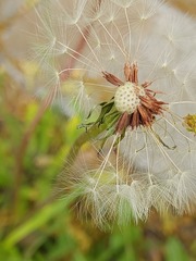 Taraxacum proximum