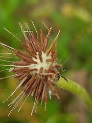 Taraxacum proximum
