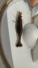 Atyaephyra desmarestii