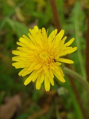 Taraxacum proximum