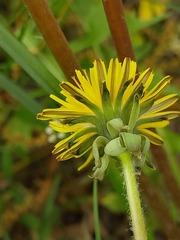 Taraxacum proximum