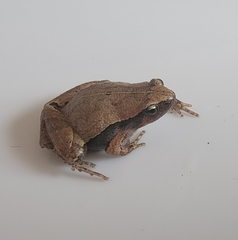 Microhyla heymonsi