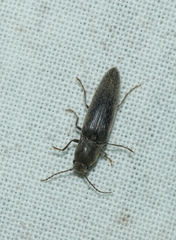 Synaptus filiformis