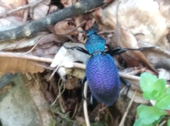 Carabus scabrosus