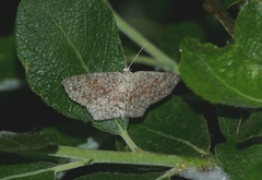 Cyclophora pendularia