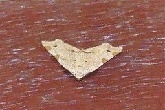 Achrosis rondelaria