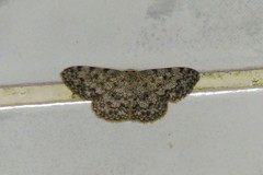 Scopula fibulata