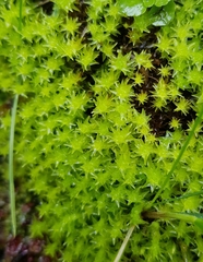 Diobelonella palustris