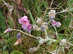 Lathyrus linifolius