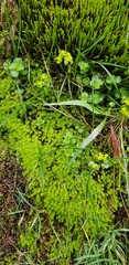 Diobelonella palustris