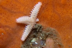 Allostichaster capensis