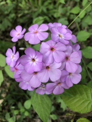 Phlox pulchra