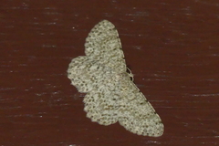 Catoria sublavaria
