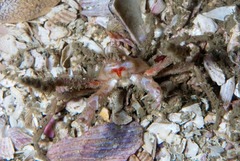 Achaeopsis spinulosa