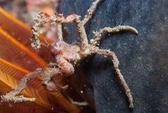 Achaeopsis spinulosa