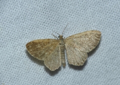 Euchoeca nebulata