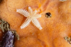 Allostichaster capensis