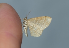 Euchoeca nebulata