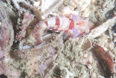 Apletodon pellegrini