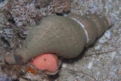 Africofusus ocelliferus