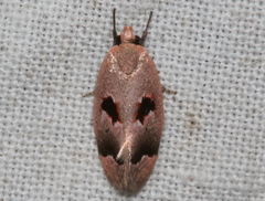 Acanthodela erythrosema