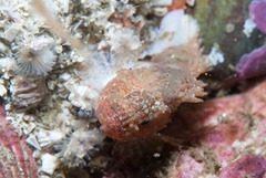 Coccotropsis gymnoderma