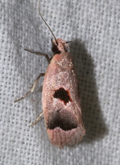 Acanthodela erythrosema