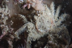 Hymenosoma orbiculare