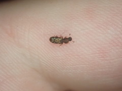 Bitoma insularis