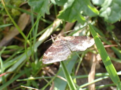 Xanthorhoe spadicearia