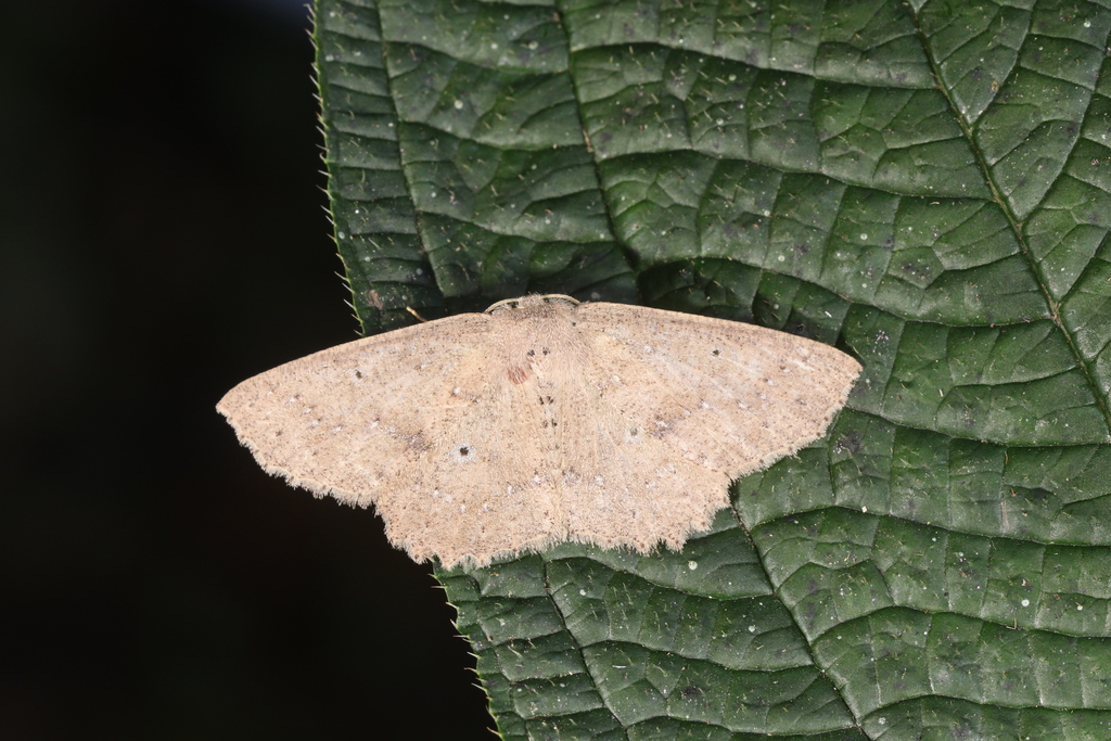 Isochromodes phyllira