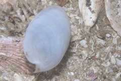 Acteonidae