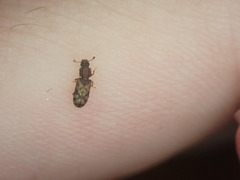 Bitoma insularis