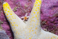 Callopatiria formosa