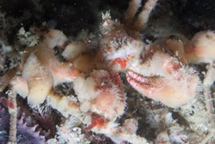 Achaeopsis spinulosa