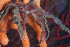 Achaeopsis spinulosa