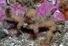 Achaeopsis spinulosa