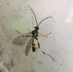 Amblyteles armatorius