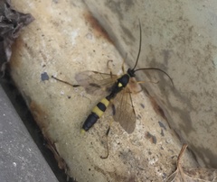 Amblyteles armatorius