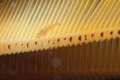 Hippolyte catagrapha