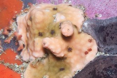 Calyptotheca nivea