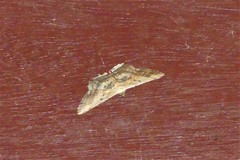 Ruttellerona pallicostaria