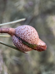 Hakea leucoptera leucoptera