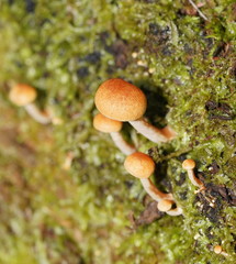 Gymnopilus eucalyptorum