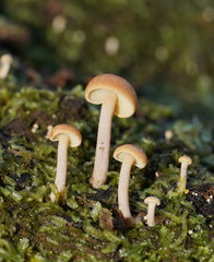 Gymnopilus eucalyptorum