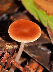 Lentinellus tasmanicus