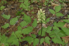 Actaea asiatica