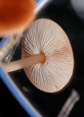 Lentinellus tasmanicus